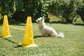Hund | Training