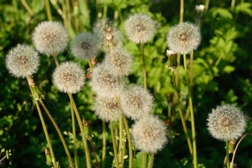 Dandelions in the grass in the summer evening