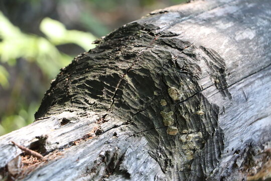 Pień pogryziony przez bobry