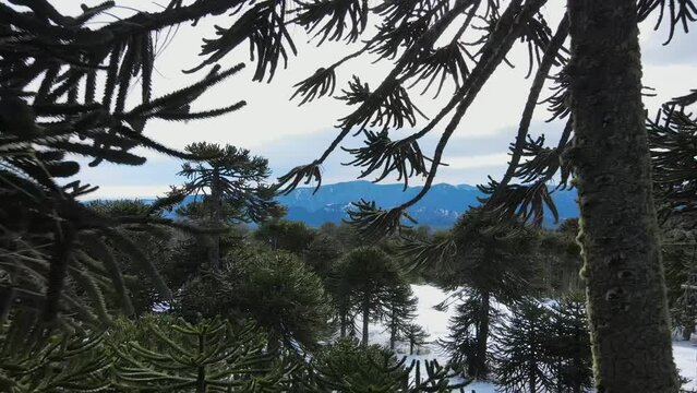 volando entre las araucarias