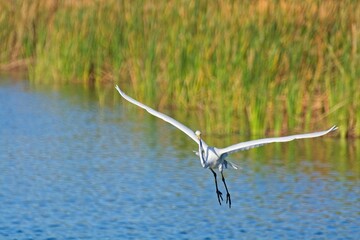 Great egret with outstretched wings takes off over lake with marsh sedge lining the shoreline behind