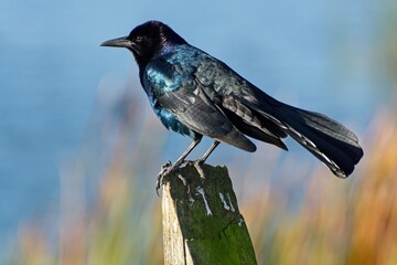 Boat-tailed grackle perched on a post surveying wetlands
