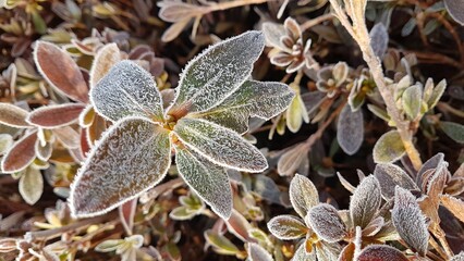 frozen flowers