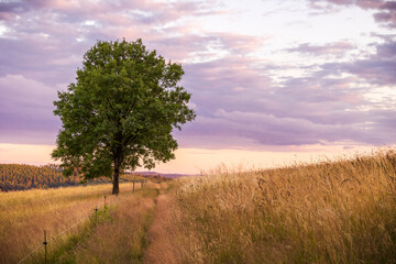 Landschaft mit Baum im Abendlicht