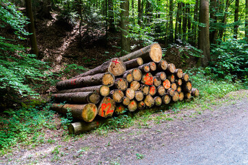 tree trunk stack in the middle of the forest