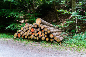 tree trunk stack in the middle of the forest