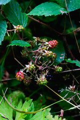close up of wilderness not ripe brambles