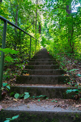 old steps with moss in the middle of the forest
