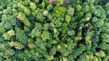 beautiful green treetops from a big forest in Stuttgart, Germany