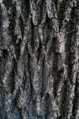 dark tree bark structure