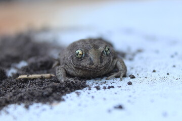 a frog toad on a white light background on the ground sits lying close-up. amphibians funny animals