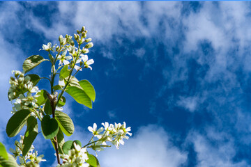 Branches with green leaves and white flowers against a blue sky with white clouds.