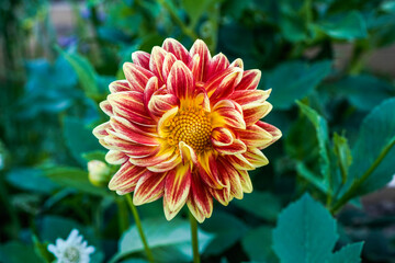 Dazzling magic dahlia flower growing in an outdoor flower garden.