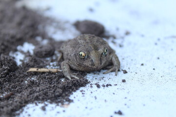 a frog toad on a white light background on the ground sits lying close-up. amphibians funny animals