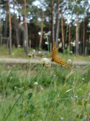 butterfly on a flower