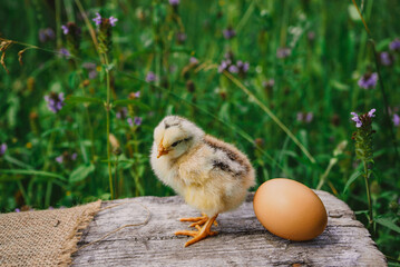 easter little newborn chick standing near chicken egg on natural green background 2