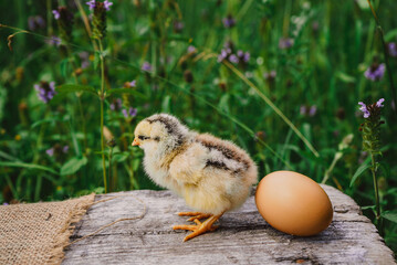 easter little newborn chick standing near chicken egg on natural green background 1