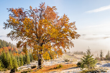 Amazing view from peak to mountains in clouds at sunrise in autumn with first snow. Beautiful landscape with Ukrainian Carpathians, forest, sky.