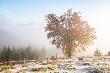 Fototapeta na wymiar Epic Autumn landscape image of foggy morning above mountains with single old oak