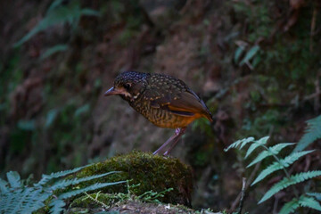 Variegated Antpitta - Grallaria varia