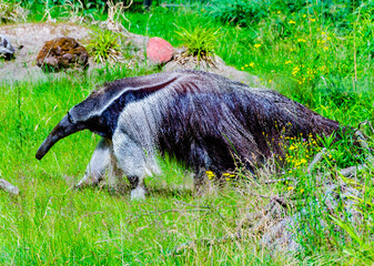ant-eater walking in the grass
