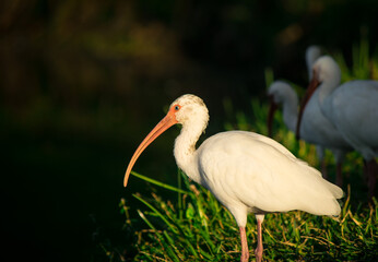 Ave  de plumas blancas 