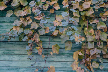 autumn leaves on the background of old turquoise boards