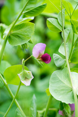 Closeup of pink pea flower (Pisum sativum) - obrazy, fototapety, plakaty