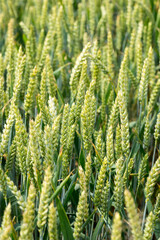 Closeup of unripe common wheat on a field