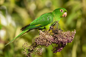 White-eyed Parakeet (Psittacara leucophthalmus)
