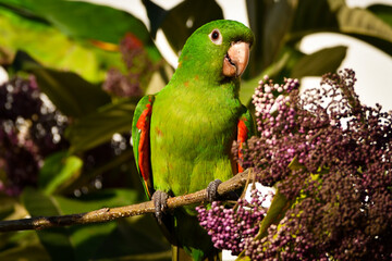 White-eyed Parakeet (Psittacara leucophthalmus)