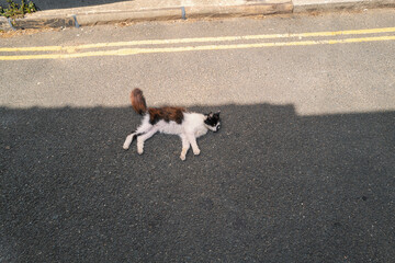 Brown and white cat lying in the shade on a quiet tarmac road with double yellow lines on a summer day.