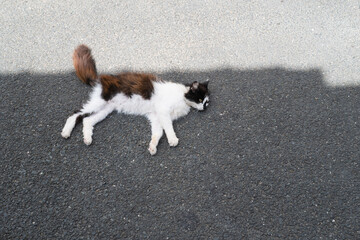 Brown and white cat lying in the shade on a quiet tarmac road on a summer day.