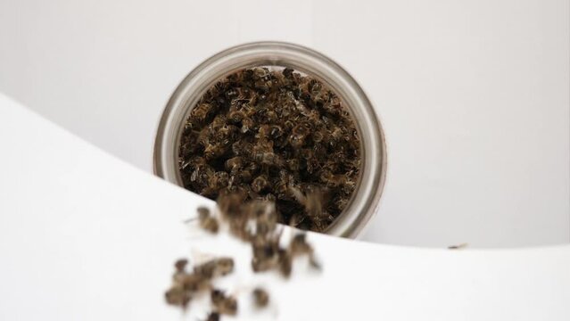 Bee excrement (the bodies of dead honey bees) is collected and poured into a jar for medicinal use. Use of beekeeping products for medicinal purposes.