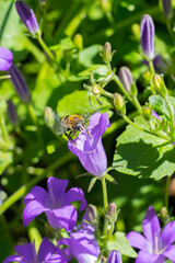 Closeup of a wild bee landing on bellflowers (campanula)