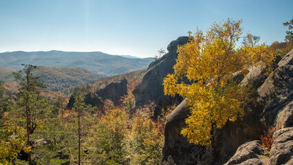 Fototapeta premium Unique nature landscape with ancient crags in Ukraine. Pine trees and birches with golden leaves growing on a crags in autumn