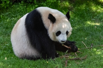 Young giant panda eating bamboo