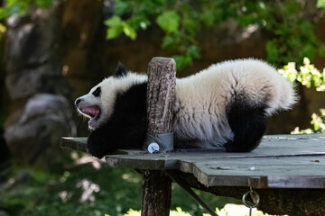 A giant panda, a cute baby panda stretching after a nap, funny animal
