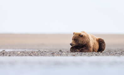 Fototapeta premium A coastal brown bear laying on the beach during low tide