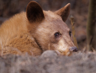 Fototapeta premium A portrait of blonde black bear sub adult in profile