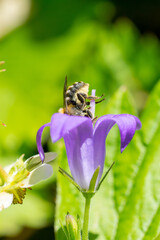 Funny closeup of a wild bee on bellflowers (campanula)