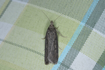 A gray moth lured by the light into the apartment sits on the curtain.