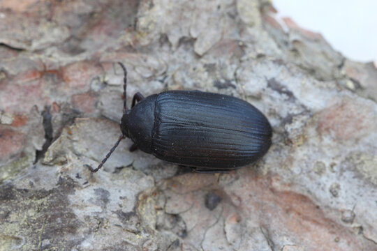 Darkling beetle, Matte black plant beetle, Mulberry beetle, Prionychus ater, Plant beetle, Alleculidae, Alleculinae