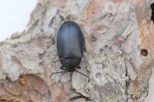 Darkling beetle, Matte black plant beetle, Mulberry beetle, Prionychus ater, Plant beetle, Alleculidae, Alleculinae