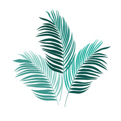 Liście palmowe - 3 egzotyczne zielone liście. Botaniczna ilustracja tropikalnej rośliny na białym tle. - obrazy, fototapety, plakaty
