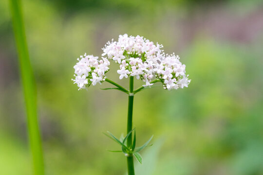 Closeup of a Valerian flowers (Valeriana officinalis)