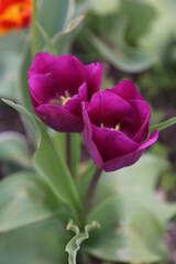 Tulipanes
