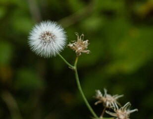 dandelion flower macro