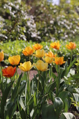 Fototapeta premium Tulipanes