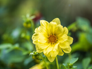 A wonderful Yellow dahlia flower is blooming in the garden.